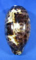 Chelycypraea testudinaria